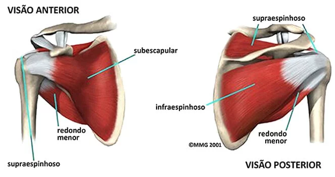 Manguito rotador - diagrama dos musculos 